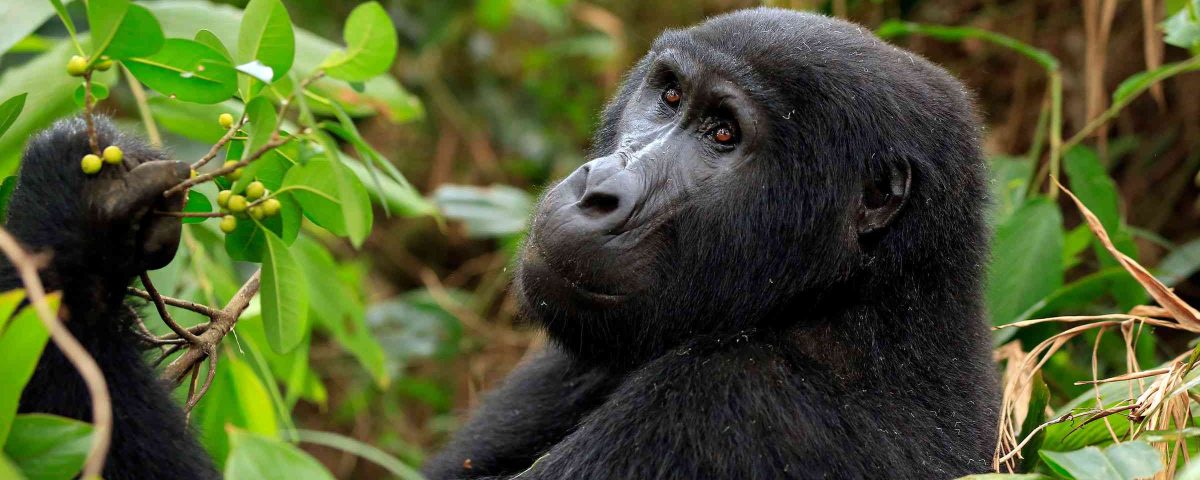 Is Gorilla Trekking Worth the Cost?