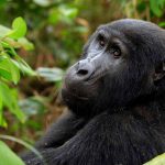 Is Gorilla Trekking Worth the Cost?