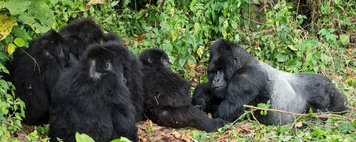 Is It Safe to Trek Gorillas in the Congo?