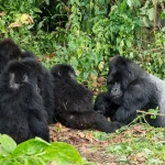 Is It Safe to Trek Gorillas in the Congo?
