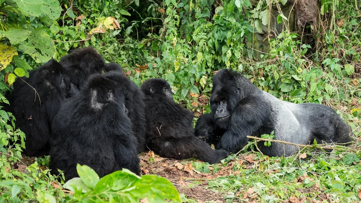 Is It Safe to Trek Gorillas in the Congo?