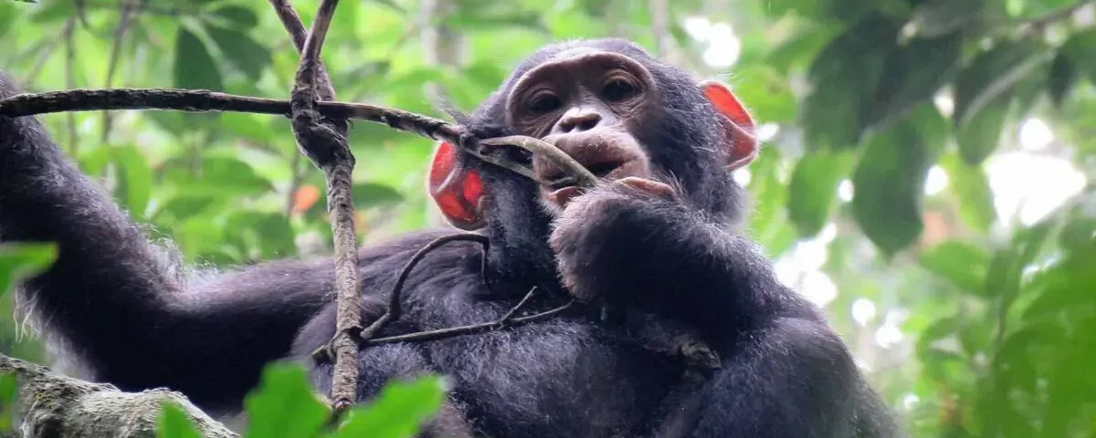 Kibale National Park vs Budongo Forest for Chimpanzee Tracking