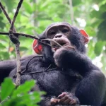 Kibale National Park vs Budongo Forest for Chimpanzee Tracking