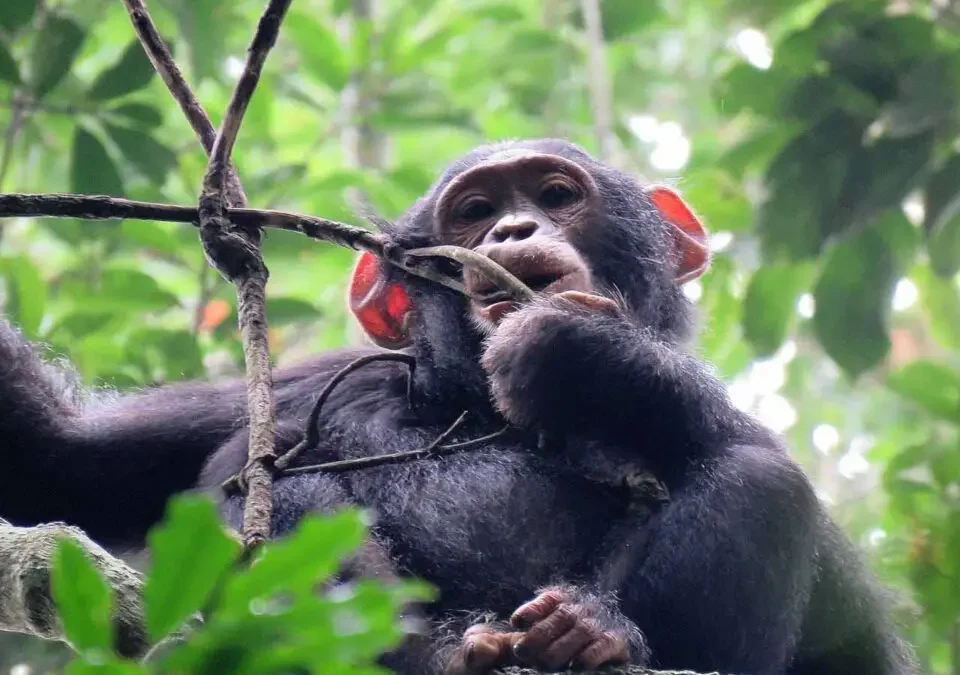 Kibale National Park vs Budongo Forest for Chimpanzee Tracking