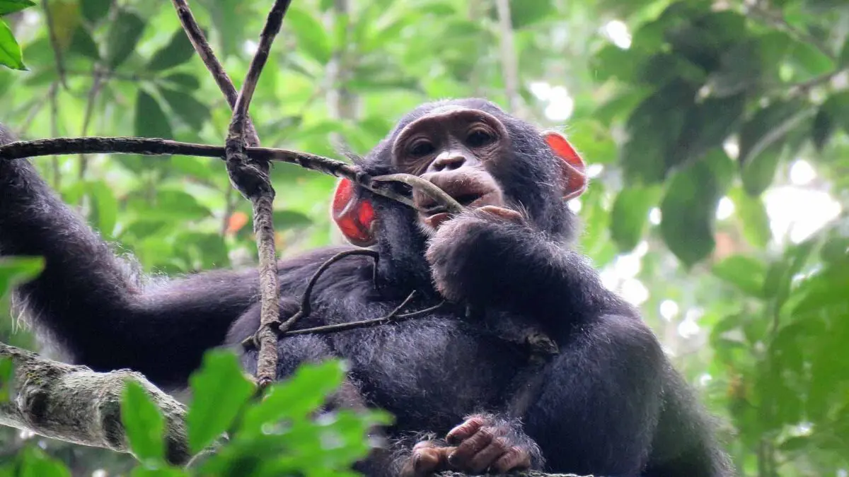 Kibale National Park vs Budongo Forest for Chimpanzee Tracking
