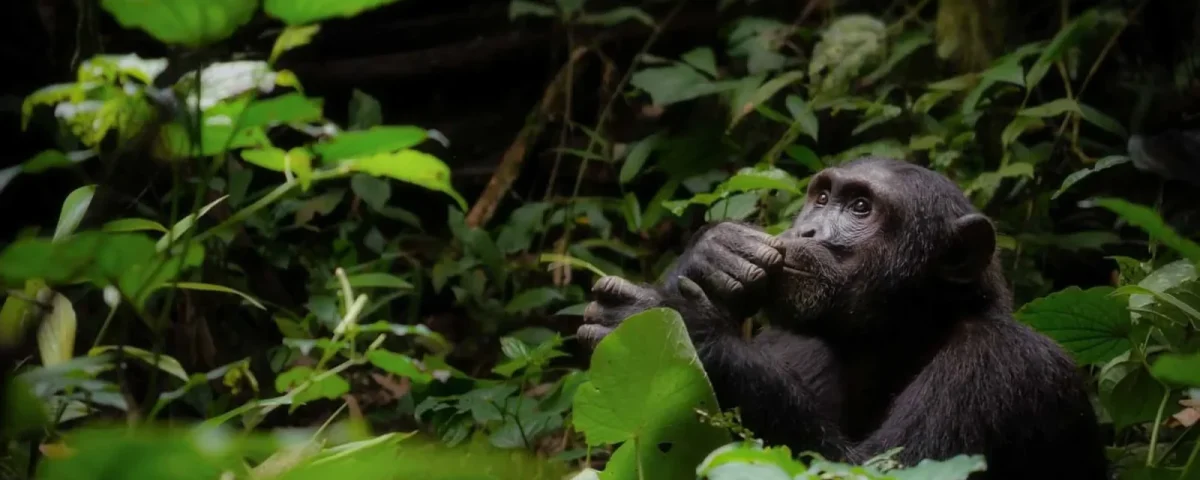 Eastern Lowland Gorillas vs Mountain Gorillas