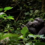Eastern Lowland Gorillas vs Mountain Gorillas