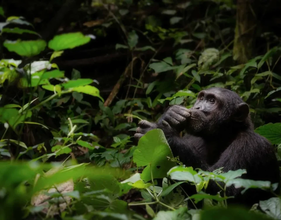 Eastern Lowland Gorillas vs Mountain Gorillas
