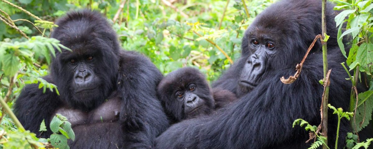 HOW TO BOOK A GORILLA TREKKING PERMIT IN UGANDA