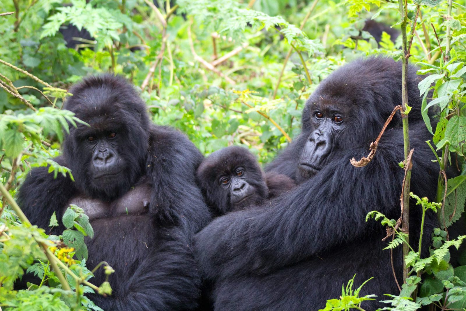 HOW TO BOOK A GORILLA TREKKING PERMIT IN UGANDA