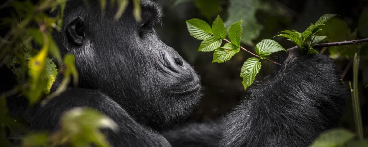 The best time to go gorilla trekking in Rwanda depends on visitor preferences for trail conditions, crowd levels, wildlife visibility, and photographic opportunities.