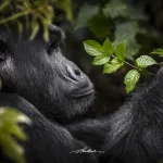 The best time to go gorilla trekking in Rwanda depends on visitor preferences for trail conditions, crowd levels, wildlife visibility, and photographic opportunities.