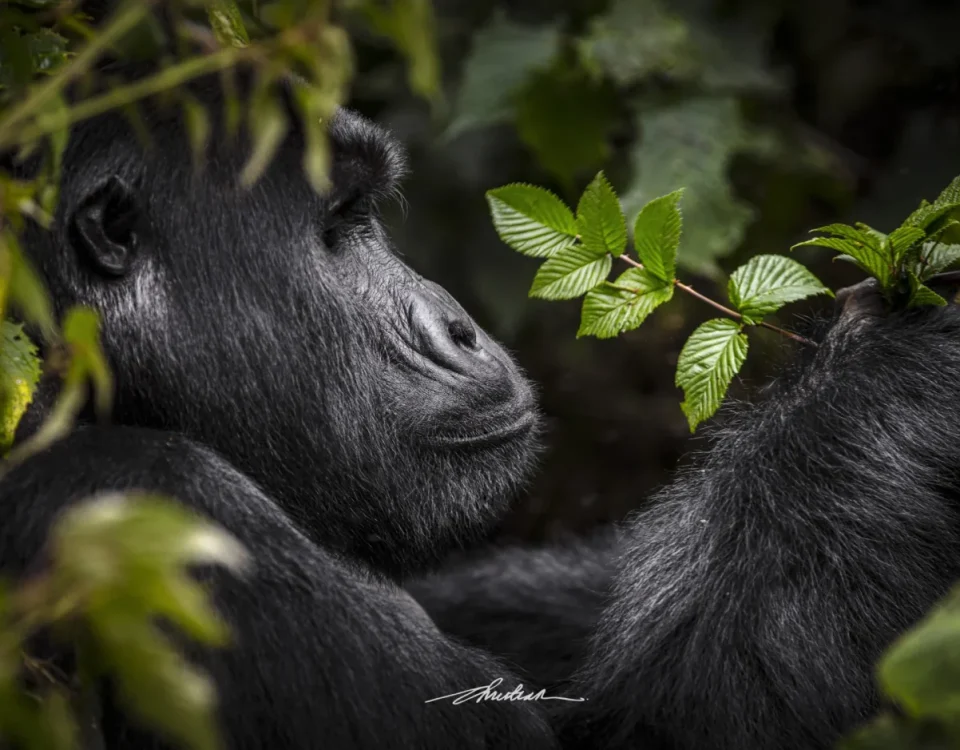 The best time to go gorilla trekking in Rwanda depends on visitor preferences for trail conditions, crowd levels, wildlife visibility, and photographic opportunities.