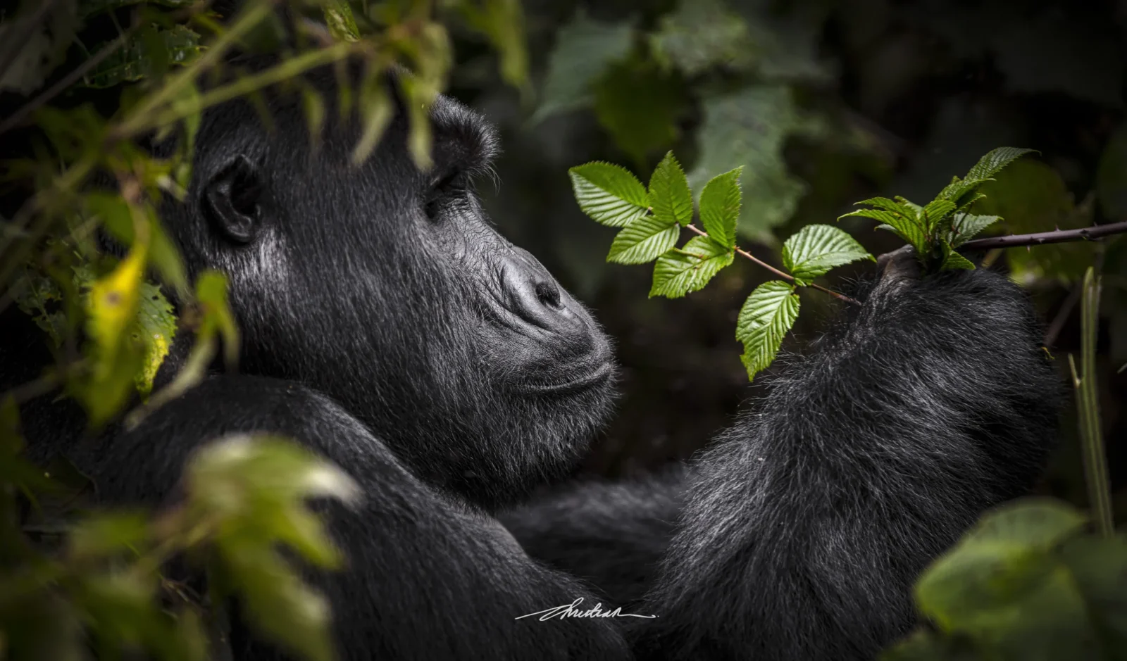 The best time to go gorilla trekking in Rwanda depends on visitor preferences for trail conditions, crowd levels, wildlife visibility, and photographic opportunities.