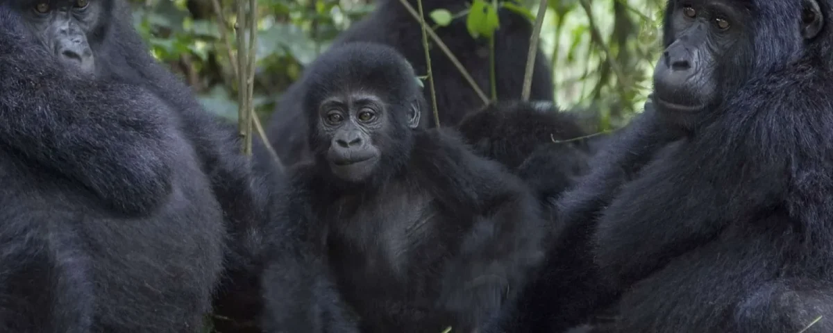 Mountain Gorilla Families in Bwindi