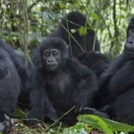Mountain Gorilla Families in Bwindi