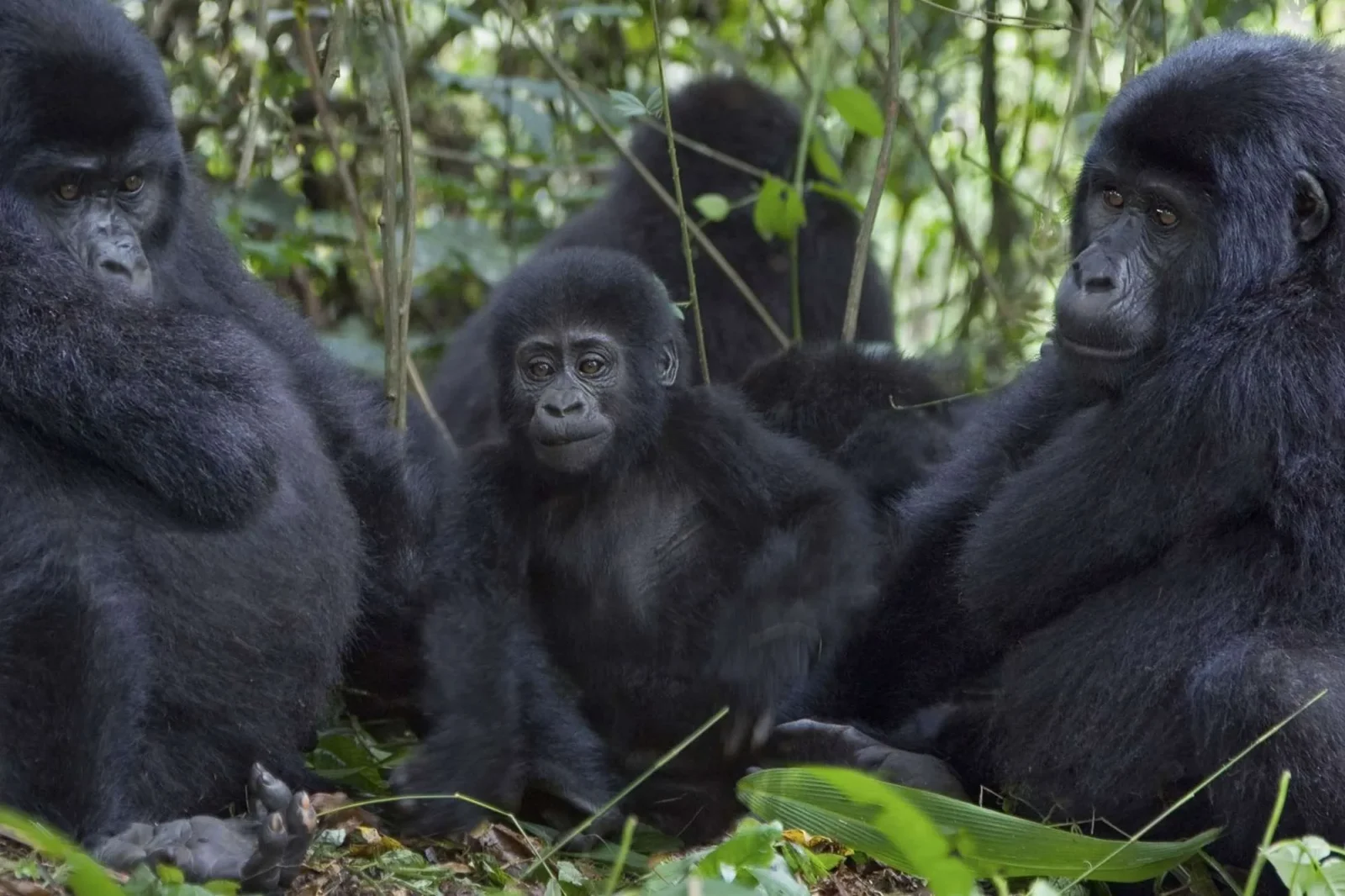 Mountain Gorilla Families in Bwindi