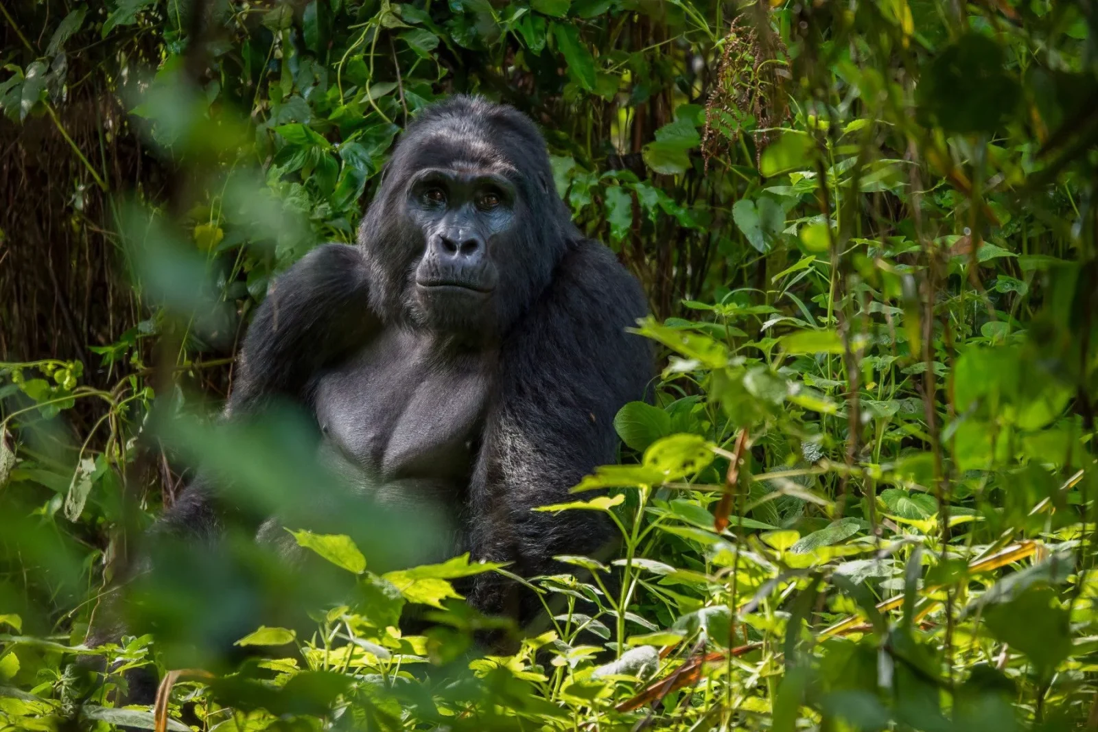 Mountain Gorillas