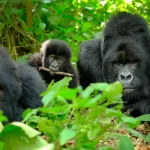 What Happens If It Rains During Your Gorilla Trek?