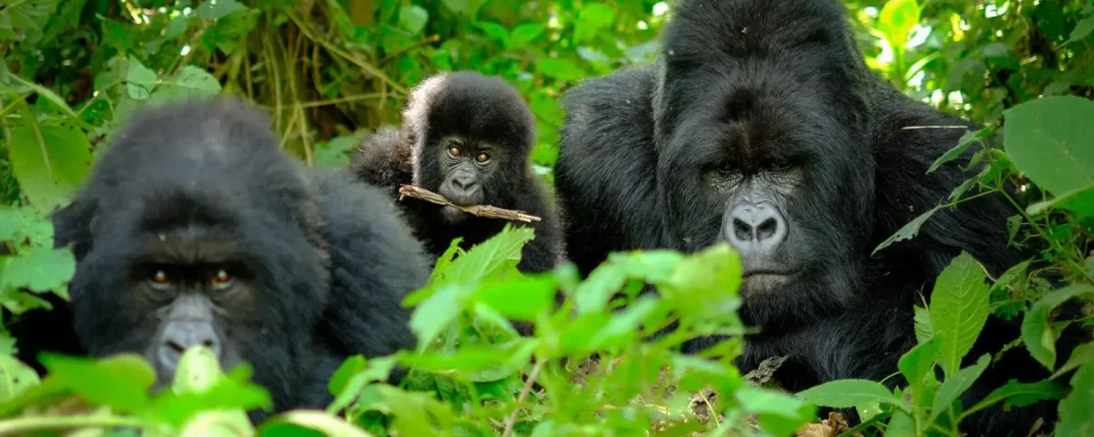 Mountain gorilla families in Volcanoes National Park