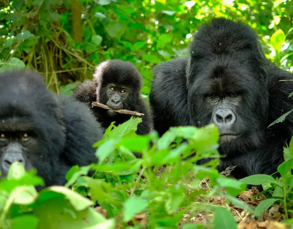 Mountain gorilla families in Volcanoes National Park