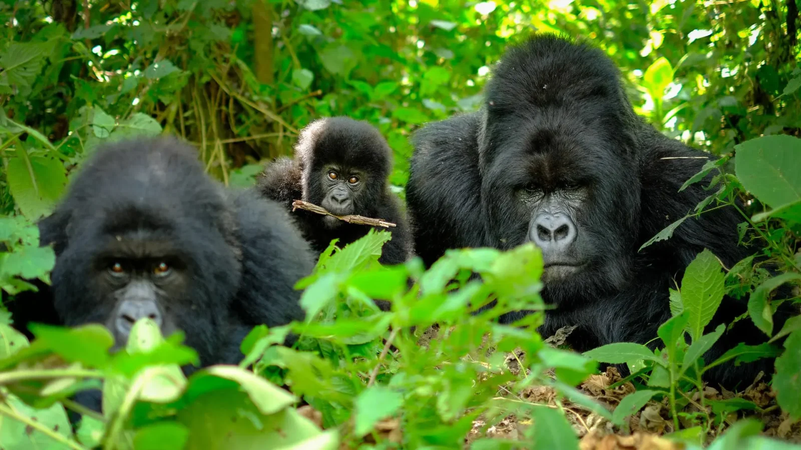 Mountain gorilla families in Volcanoes National Park