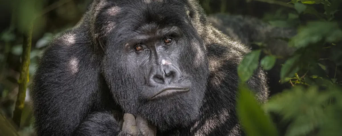 Nyiragongo Volcano and Virunga gorilla trekking