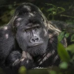 Nyiragongo Volcano and Virunga gorilla trekking