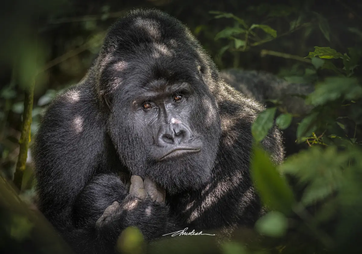 Nyiragongo Volcano and Virunga gorilla trekking