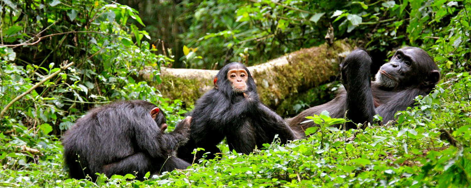 Nyungwe Forest Chimpanzee Trekking