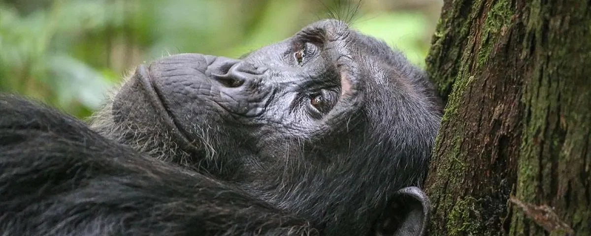 Nyungwe Forest Chimpanzee Trekking