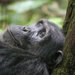 Nyungwe Forest Chimpanzee Trekking