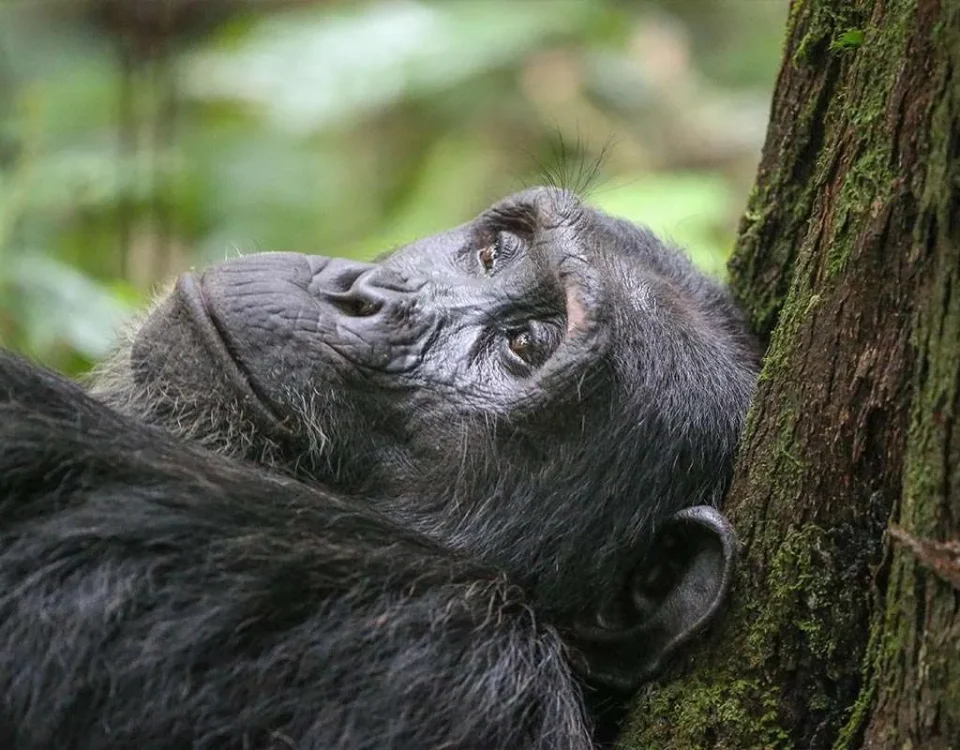 Nyungwe Forest Chimpanzee Trekking