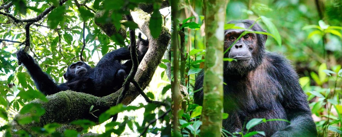 Primates of Kibale National Park,