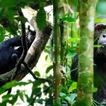 Primates of Kibale National Park,