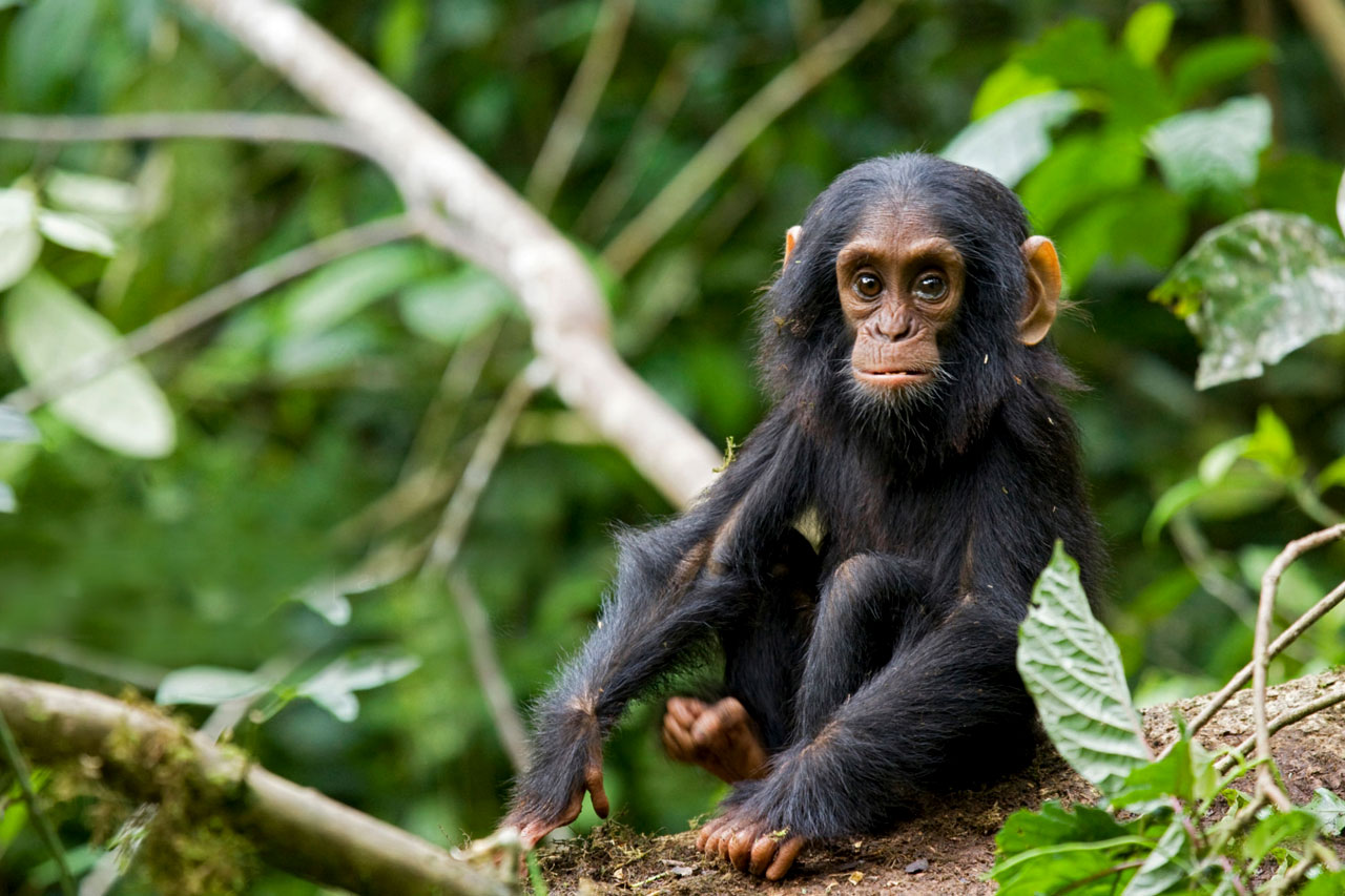Primates of Kibale National Park,