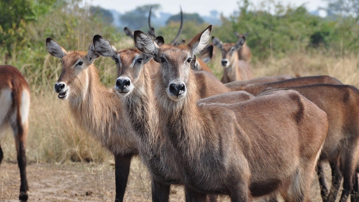 Queen Elizabeth National Park