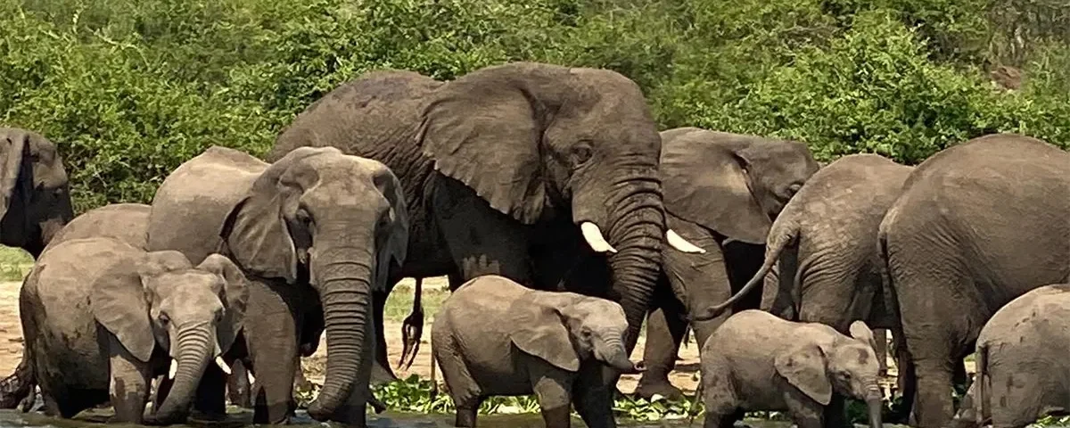 Queen Elizabeth National Park