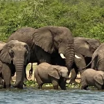 Queen Elizabeth National Park