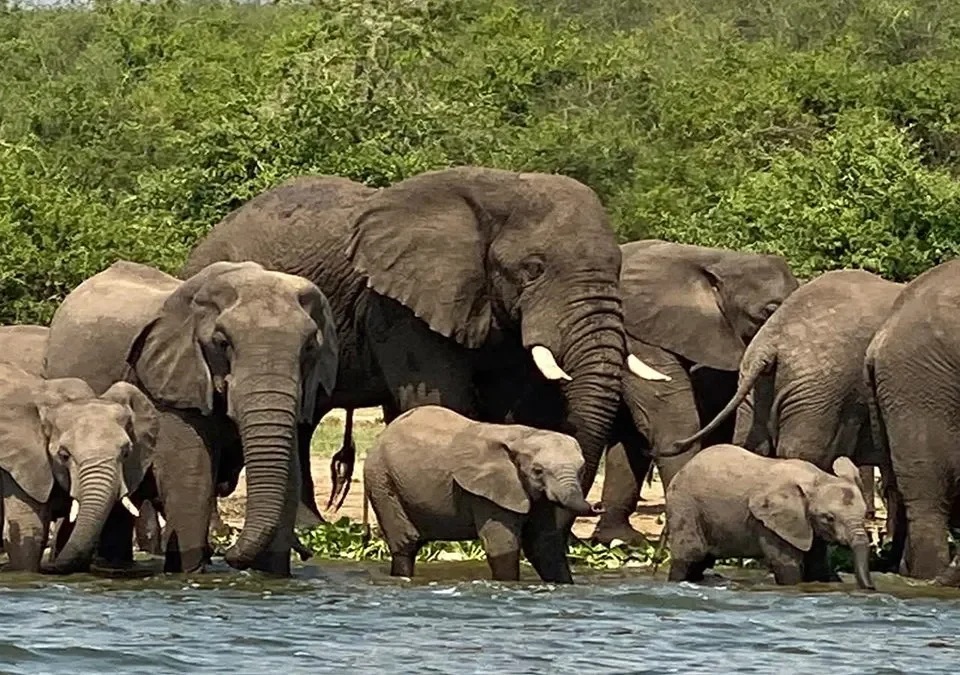 Queen Elizabeth National Park