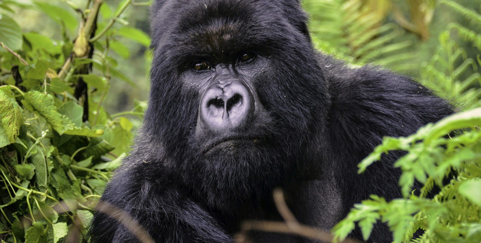 How Many Mountain Gorillas Are Left in the Wild?