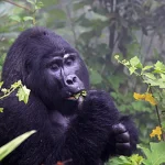 Solo Gorilla Trekking