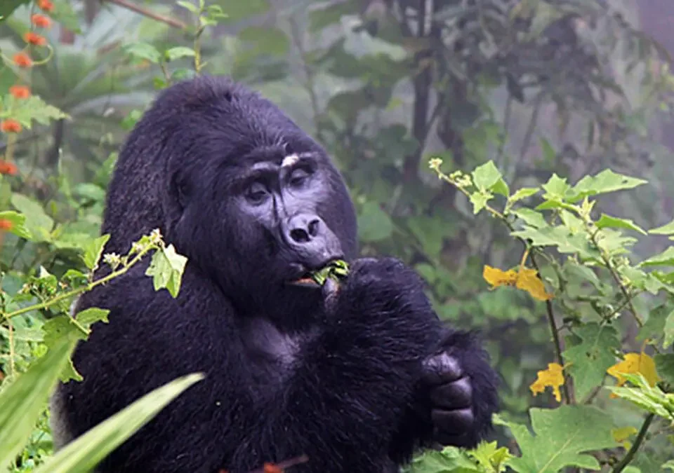 Solo Gorilla Trekking