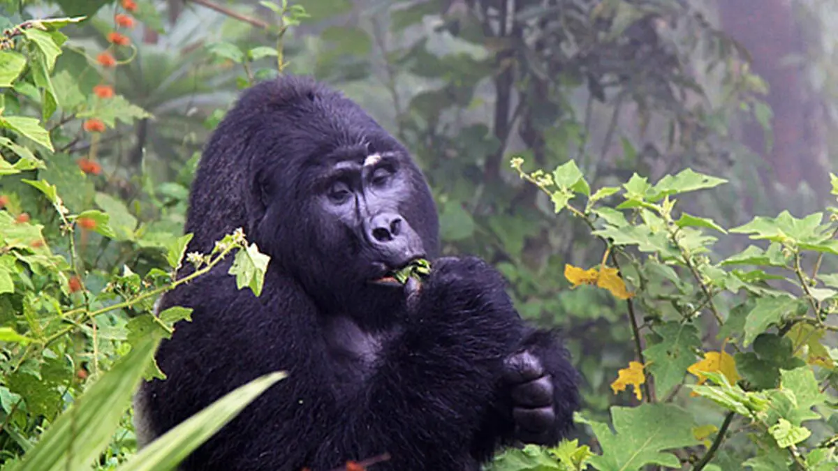 Solo Gorilla Trekking