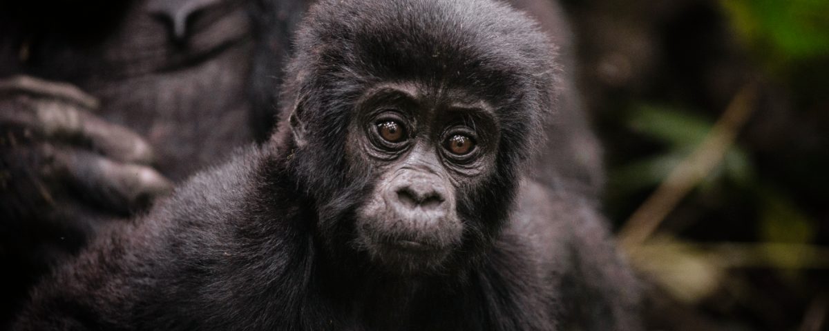The History of Mountain Gorilla Conservation in East Africa