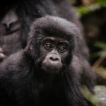 The History of Mountain Gorilla Conservation in East Africa