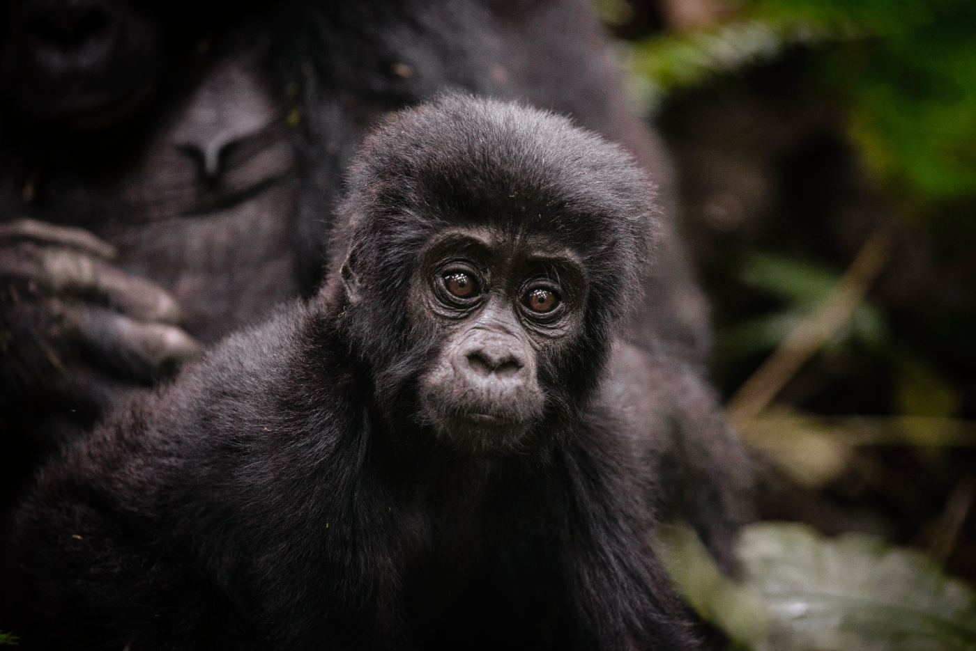 The History of Mountain Gorilla Conservation in East Africa
