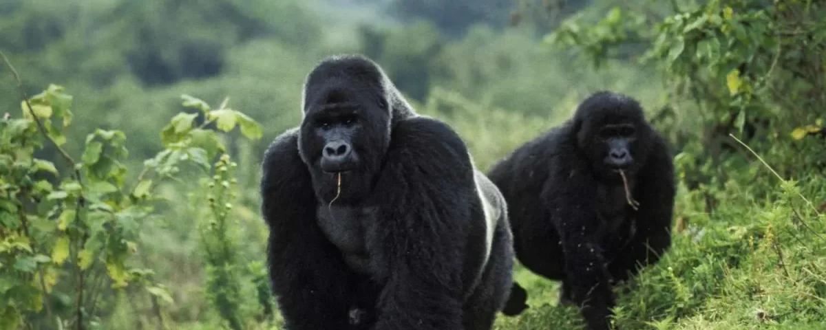 Virunga National Park (DRC)