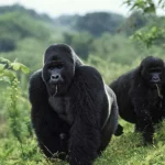 Virunga National Park (DRC)