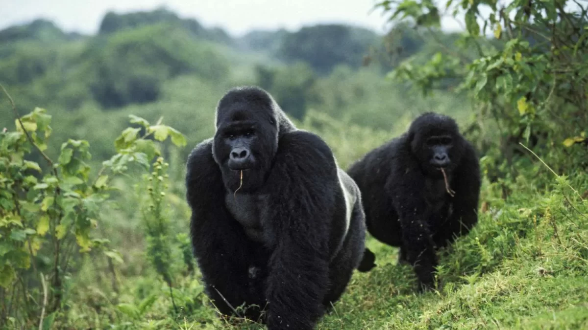 Virunga National Park (DRC)